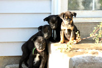 Puppies 1001-1100