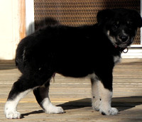 2011 Puppy Photos