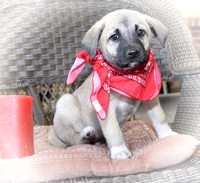 Puppies 301-400