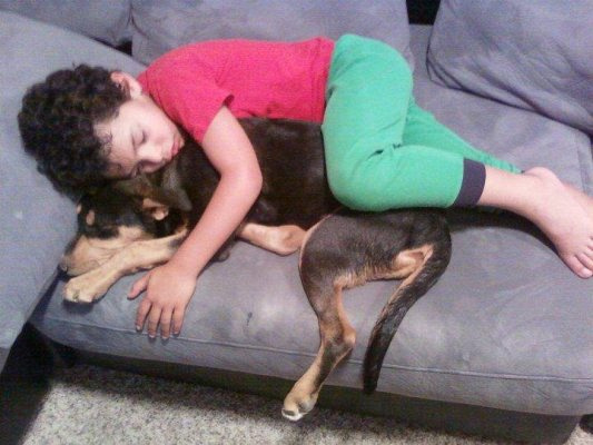 Doggy Pillow