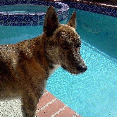 Vegas Dog