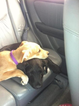 Baloo and Bianca