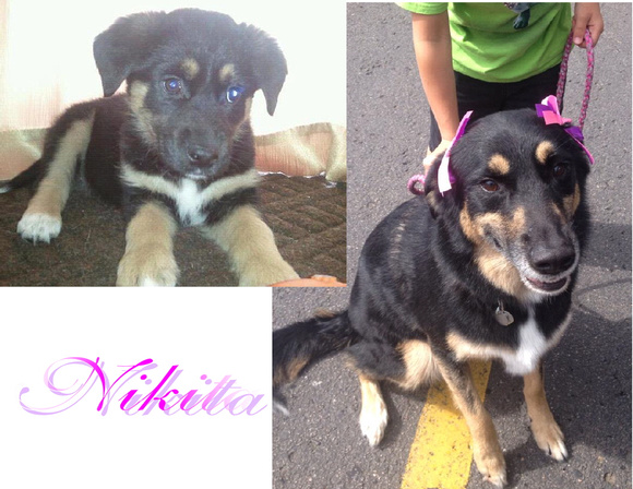 Nikita